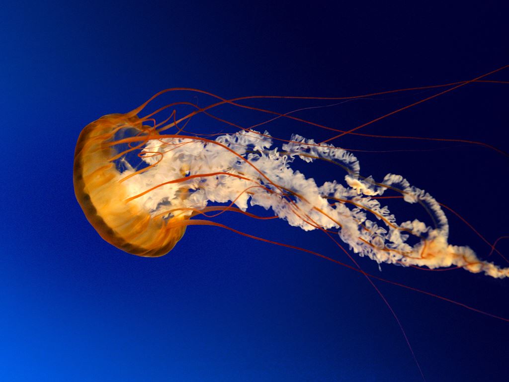 image of a jellyfish